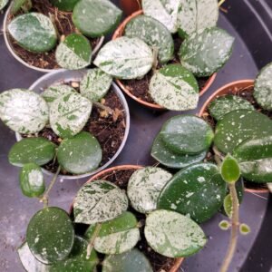 Hoya Mathilde Splash – sélection forte panachure argentée