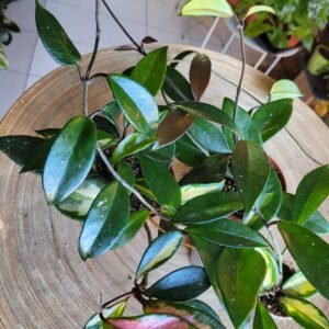 Hoya Carnosa Krimson Princess