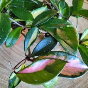 Hoya Carnosa Krimson Princess