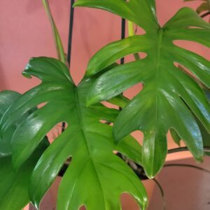 Philodendron Mayoi