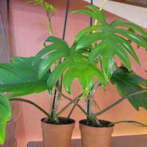 Philodendron Mayoi