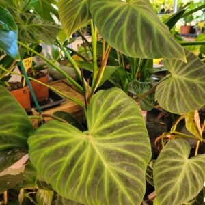 Philodendron Verrucosum