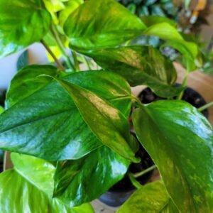 Epipremnum Jungle Star