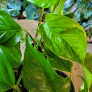 Epipremnum Jungle Star