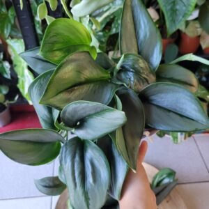 Scindapsus Treubii Moonlight