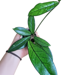 Hoya Crassipetiolata