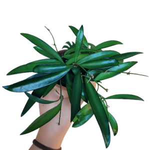 Hoya wayetii – feuillage allongé et retombant