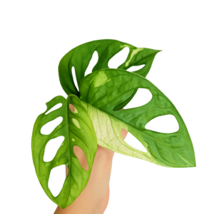 Monstera Adansonii Albo Variegata – Pot 6 cm