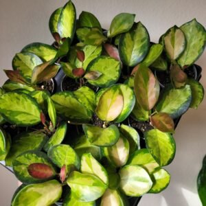 Hoya Australis Lisa