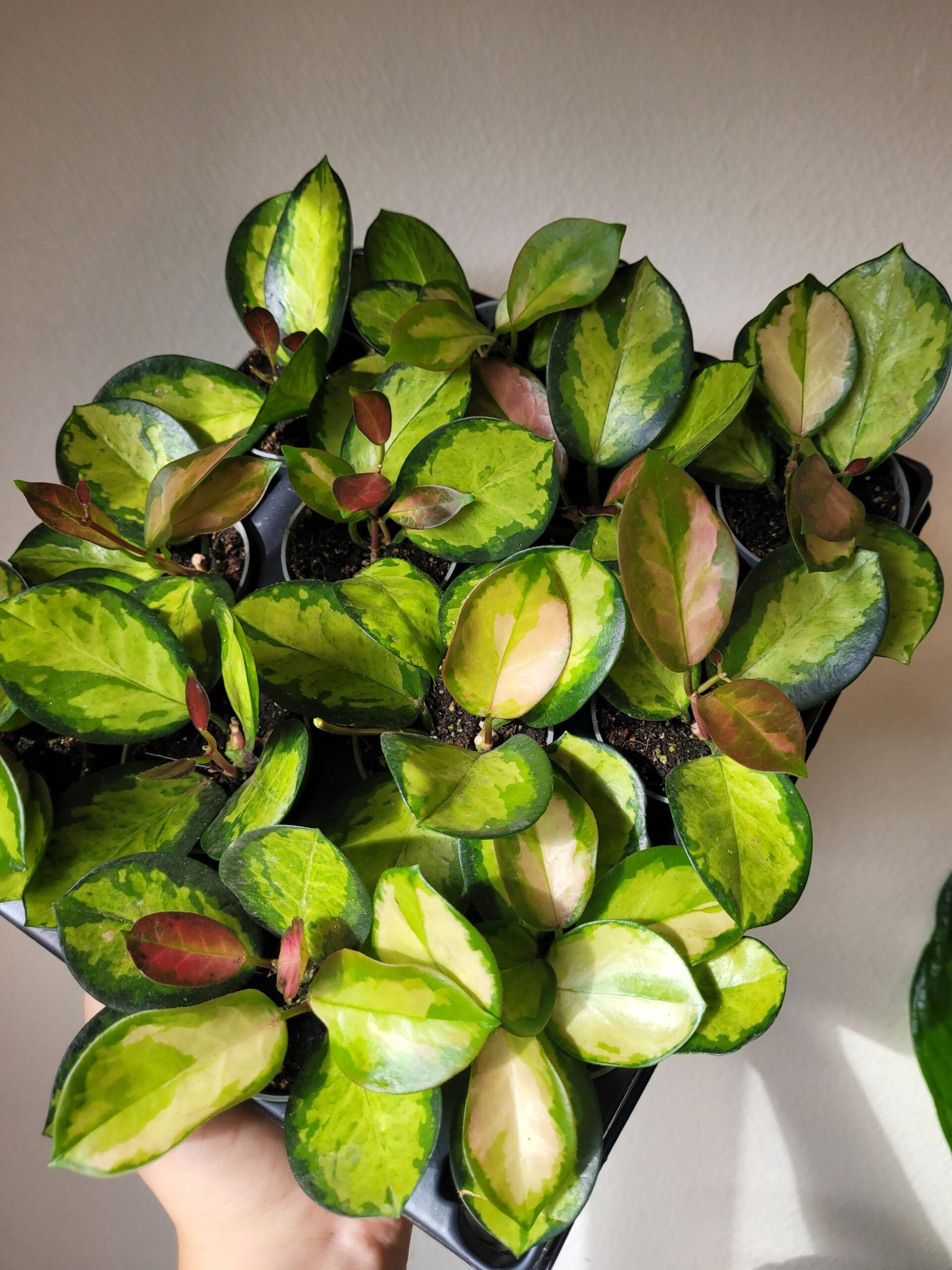Hoya Australis Lisa
