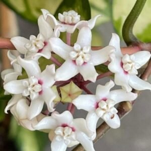 Hoya Australis Lisa