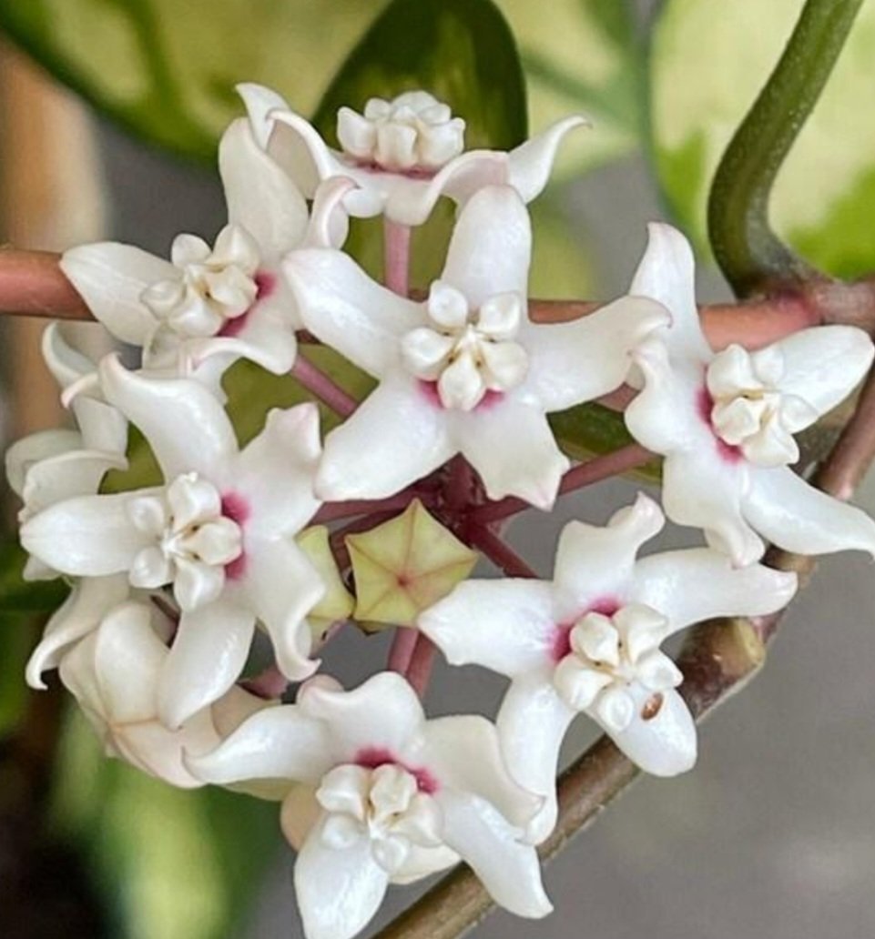 Hoya Australis Lisa – Image 2