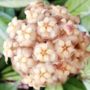 Hoya Crassipetiolata