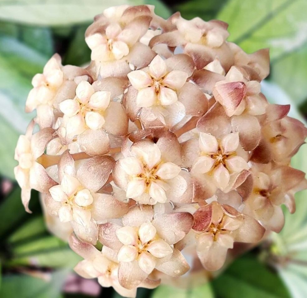 Hoya Crassipetiolata – Image 2