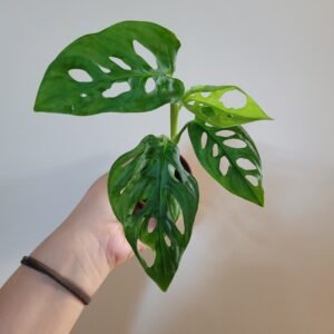 Monstera Adansonii Albo Variegata Reverse – Pot 6 cm
