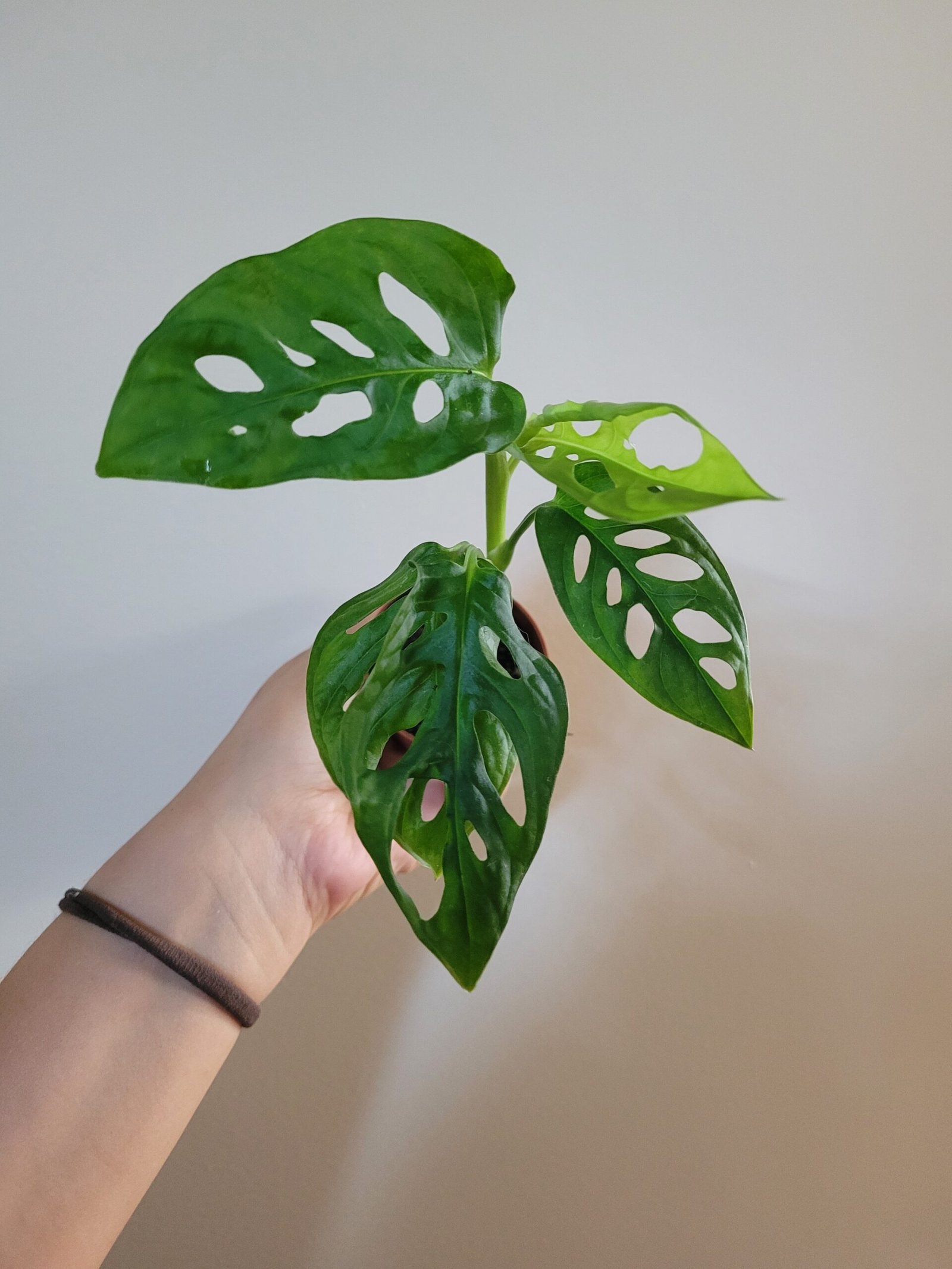Monstera Adansonii Albo Variegata Reverse – Pot 6 cm