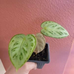 Anthurium Silver Blush