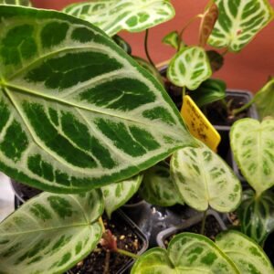 Anthurium Silver Blush