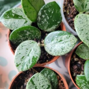 Hoya Mathilde Splash – sélection forte panachure argentée