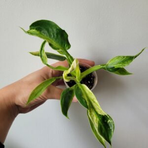 Philodendron ‘Jose Buono’ – panachure marbrée crème/verte