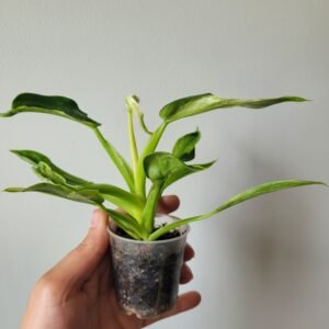 Philodendron ‘Jose Buono’ – panachure marbrée crème/verte