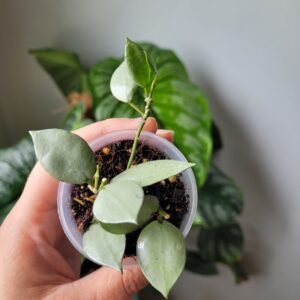 Hoya krohniana ‘Silver’ – sélection argentée