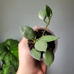 Hoya krohniana ‘Silver’ – sélection argentée