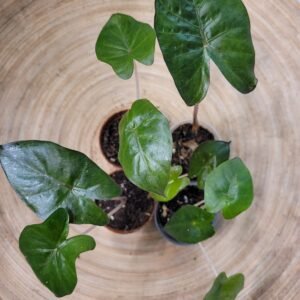 Alocasia ‘Yucatan Princess’