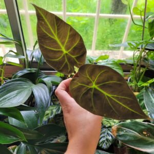 Alocasia ‘Regal Shield’