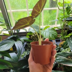 Alocasia ‘Regal Shield’