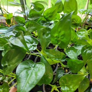 Alocasia cucullata – plante tropicale facile et graphique