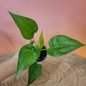 Alocasia cucullata – plante tropicale facile et graphique