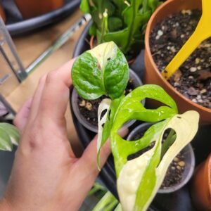 Monstera Adansonii Albo Variegata – Pot 6 cm