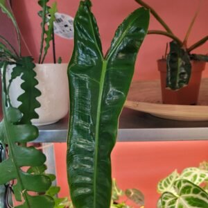 Philodendron Billietiae