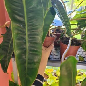 Philodendron Billietiae