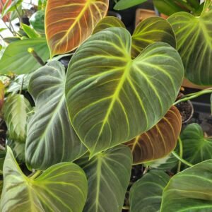 Philodendron El Choco Red