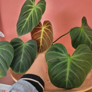 Philodendron El Choco Red
