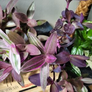 Tradescantia Pallida Pink Stripes