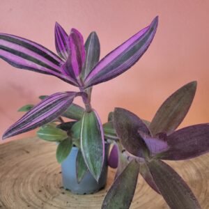 Tradescantia Pallida Pink Stripes