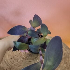 Tradescantia Pallida Purple