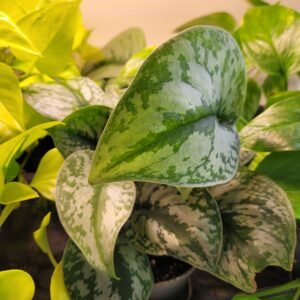 Scindapsus Pictus