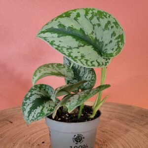 Scindapsus Pictus