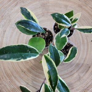 Hoya carnosa ‘Krimson Queen’
