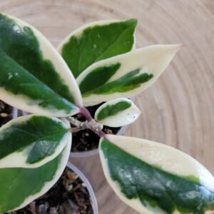 Hoya carnosa ‘Krimson Queen’