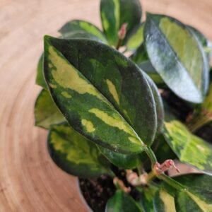 Hoya Australis Lisa