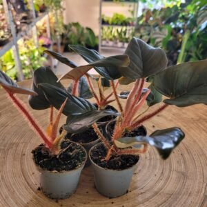 Philodendron Squamiferum x Serpens