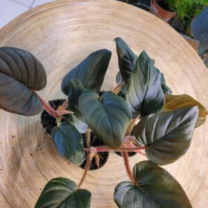 Philodendron Squamiferum x Serpens