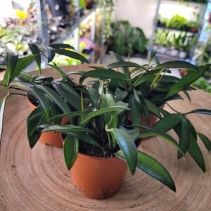 Hoya wayetii – feuillage allongé et retombant