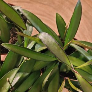 Hoya wayetii – feuillage allongé et retombant