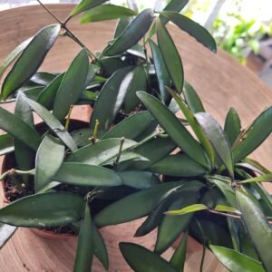 Hoya wayetii – feuillage allongé et retombant
